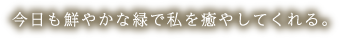 今日も鮮やかな緑で私を癒やしてくれる。