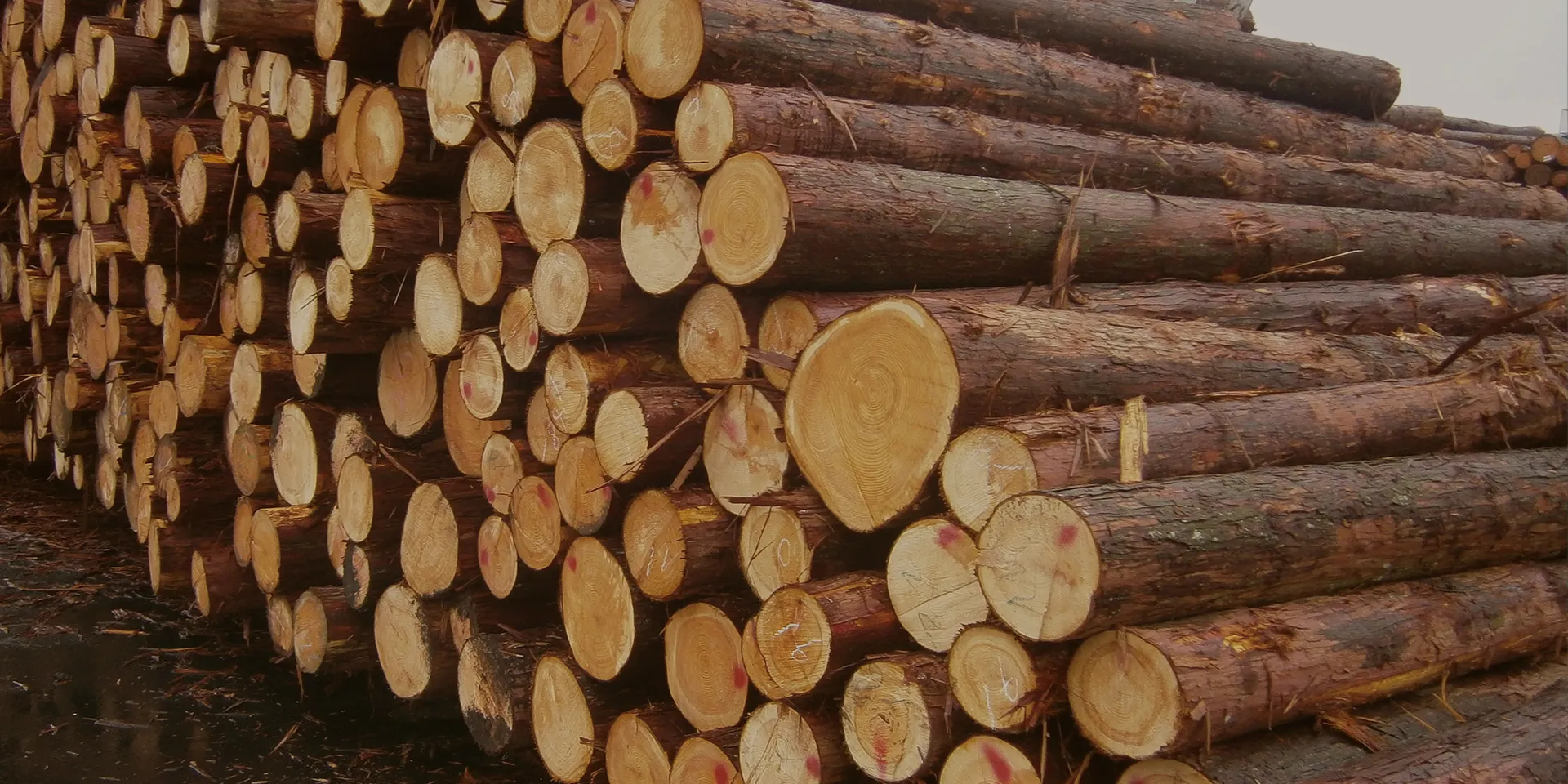 静岡県産ヒノキ・スギの原木｜地域材を活用した木質建材の素材